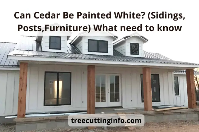 Can Cedar Be Painted White? (Sidings, Posts,Furniture)