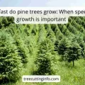 How fast do pine trees grow: When speed of growth is important
