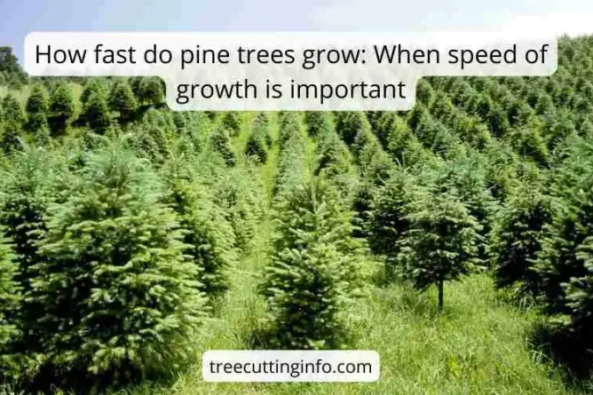 How fast do pine trees grow: When speed of growth is important