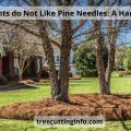 What Plants do Not Like Pine Needles: A Guide Handy